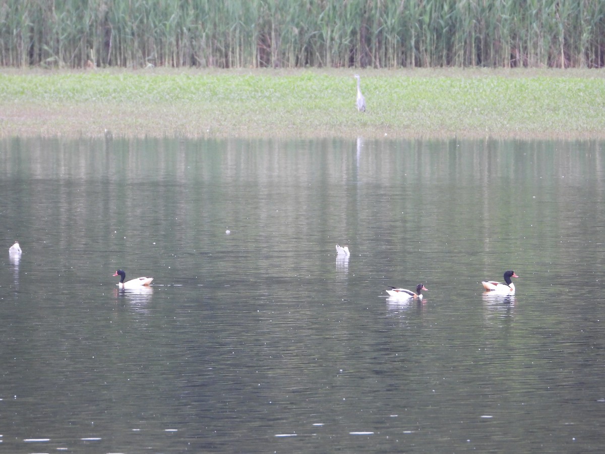 Common Shelduck - ML619986021