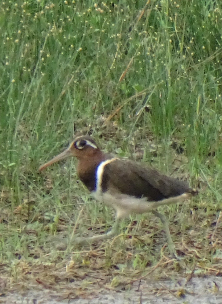 Greater Painted-Snipe - ML619986024