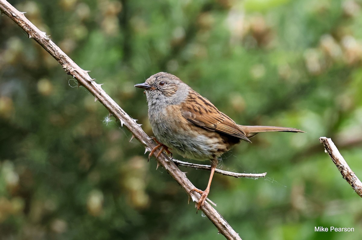 Dunnock - ML619986026