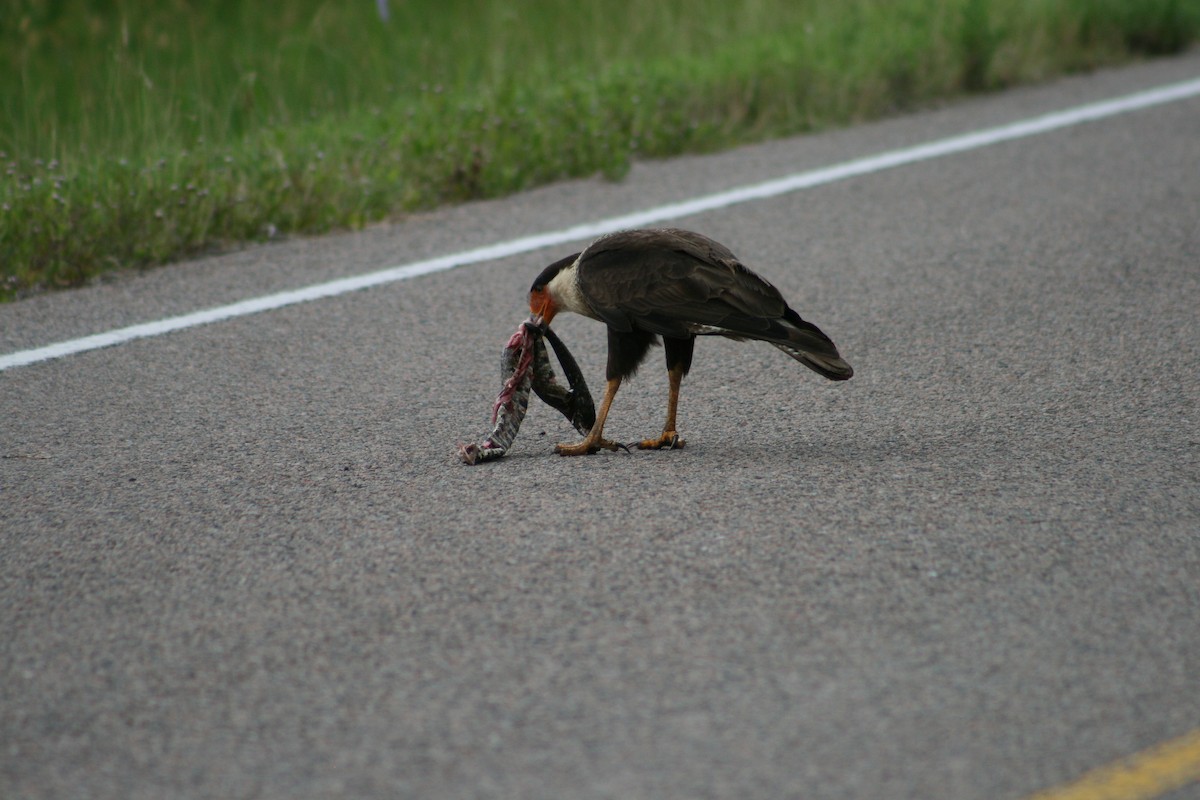 Crested Caracara - ML619986029