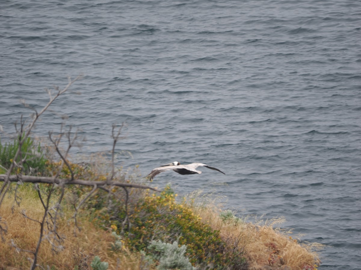 pelikán hnědý (ssp. californicus) - ML619986036