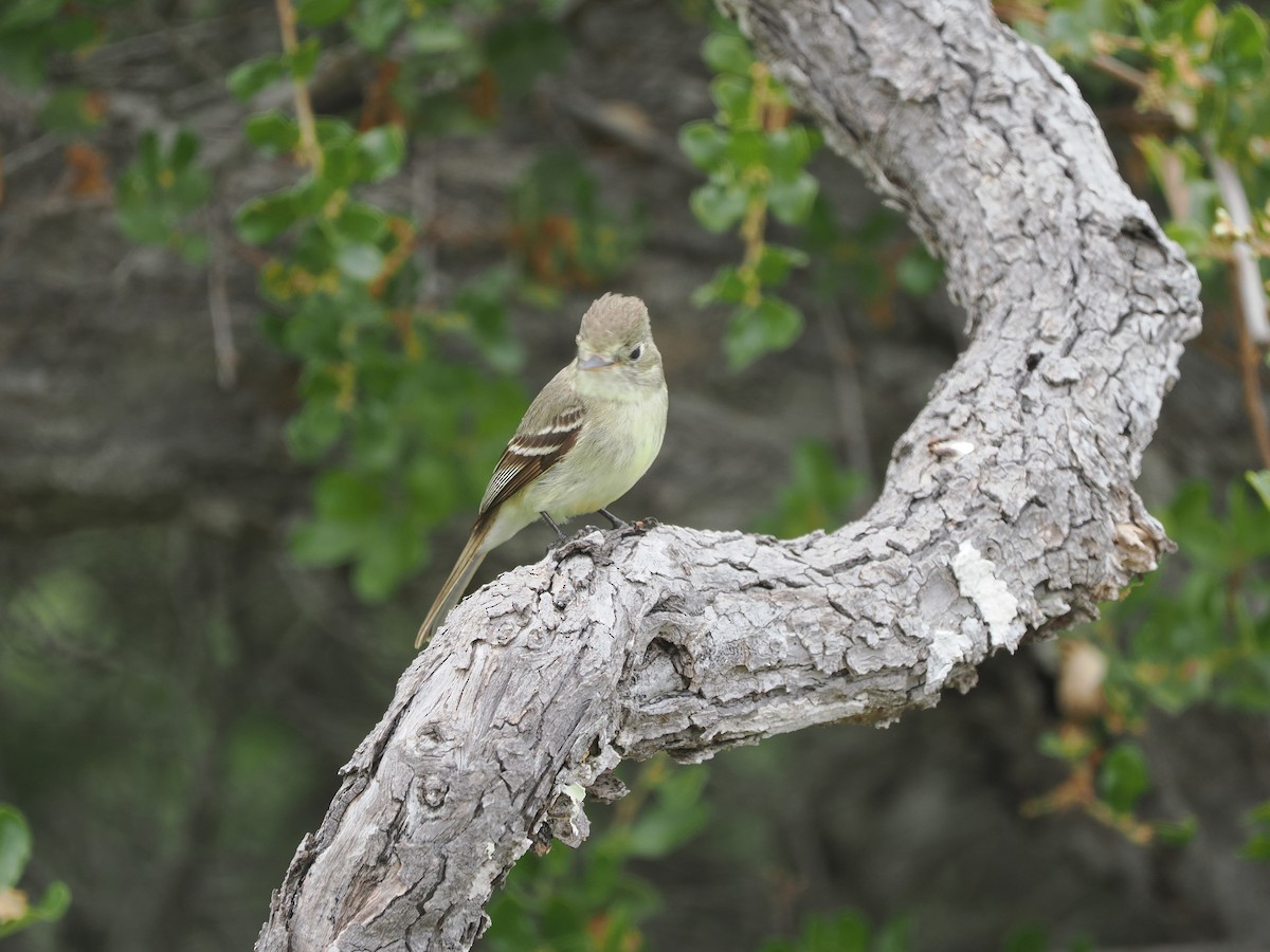 Western Flycatcher (Pacific-slope) - ML619986039