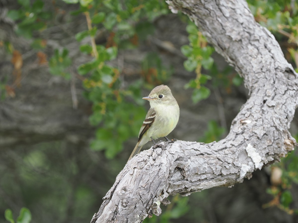 Western Flycatcher (Pacific-slope) - ML619986045