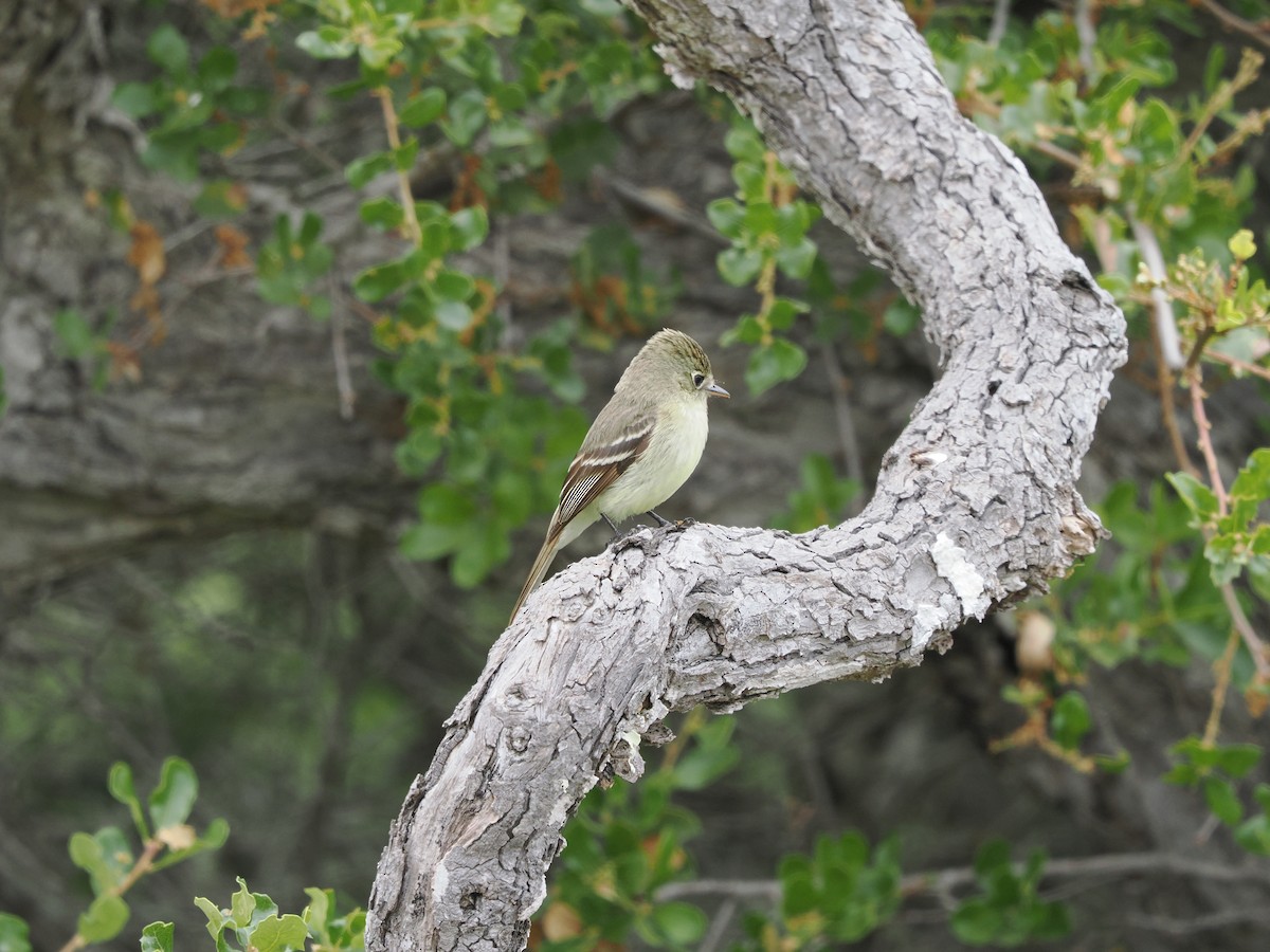 Western Flycatcher (Pacific-slope) - Ira Blau