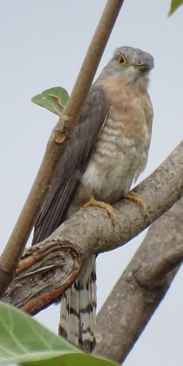Indian Cuckoo - ML619986049