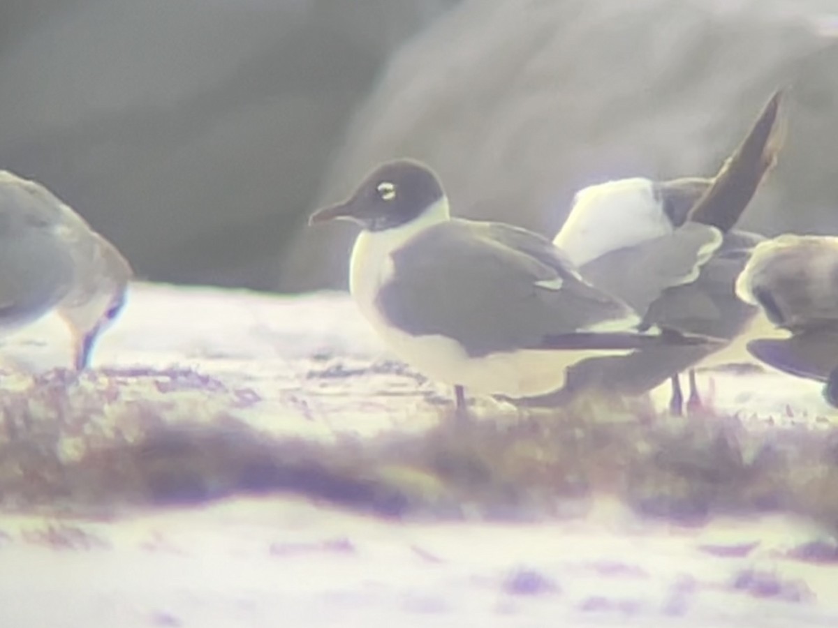 Franklin's Gull - ML619986066