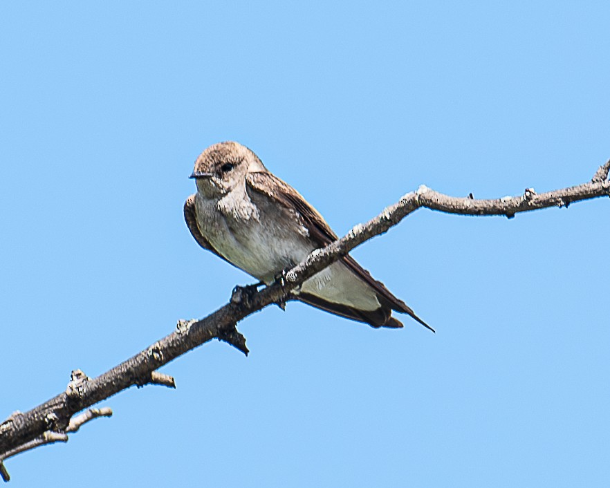 Northern Rough-winged Swallow - ML619986068