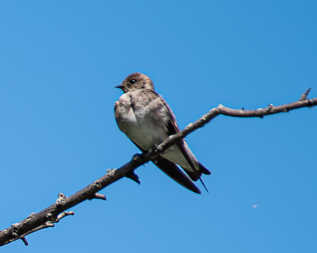Northern Rough-winged Swallow - ML619986069