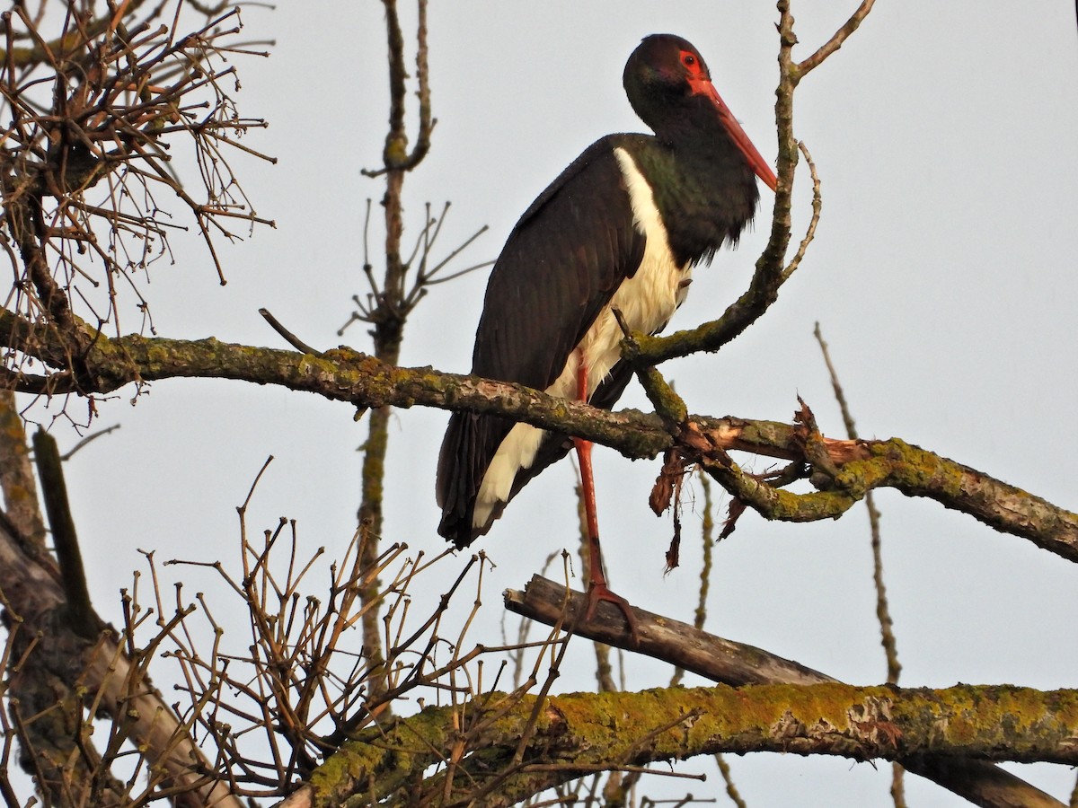 Black Stork - ML619986073