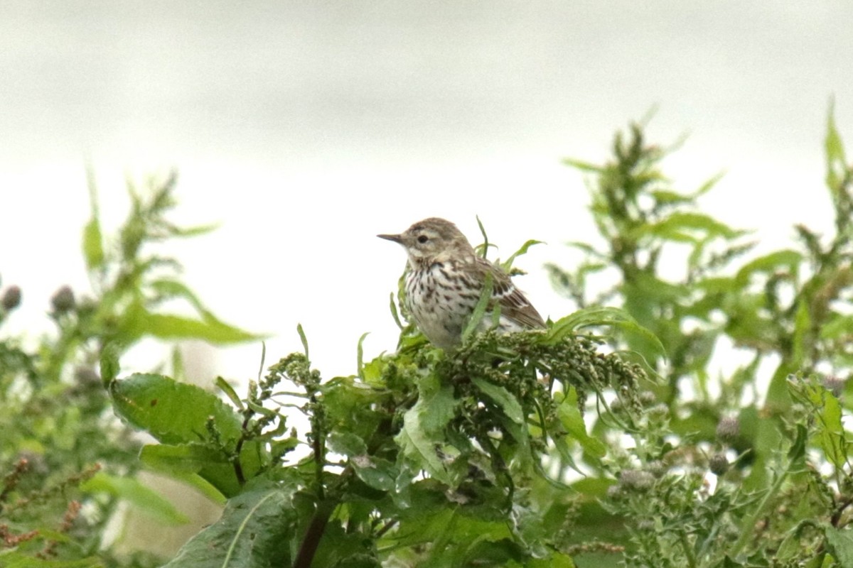 Meadow Pipit - ML619986077