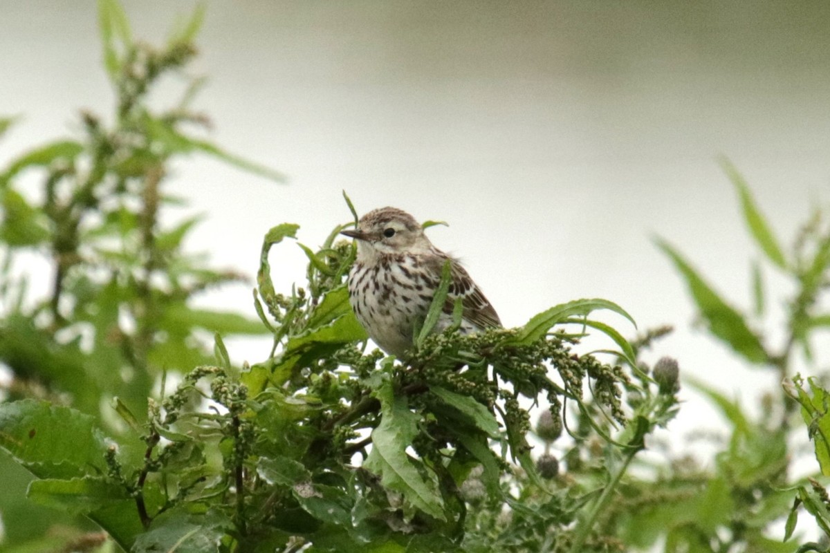 Meadow Pipit - ML619986078