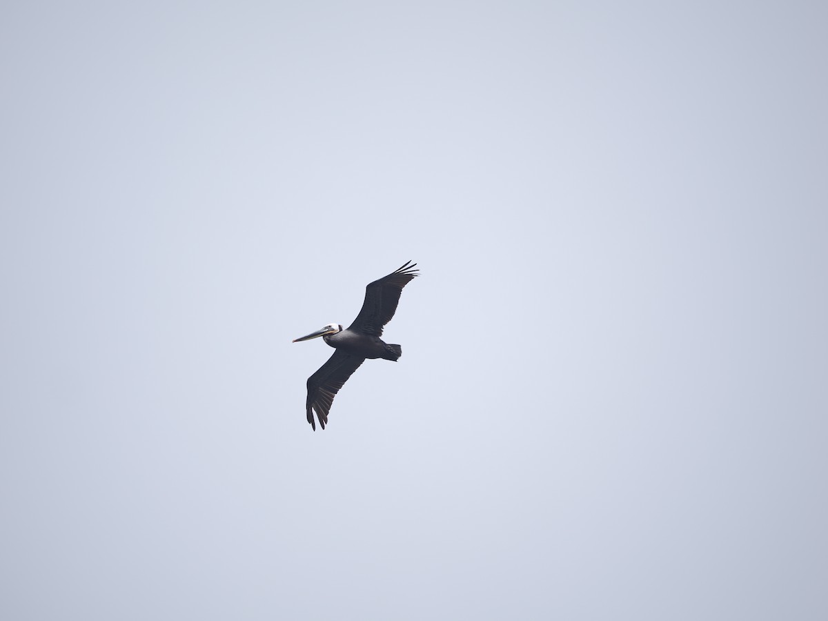 Бурый пеликан (californicus) - ML619986080