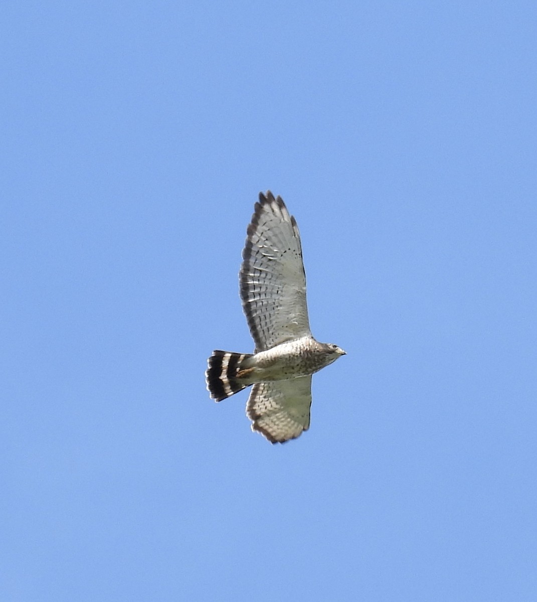 Broad-winged Hawk - ML619986095