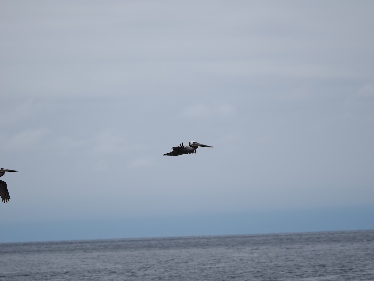 Brown Pelican (California) - ML619986099