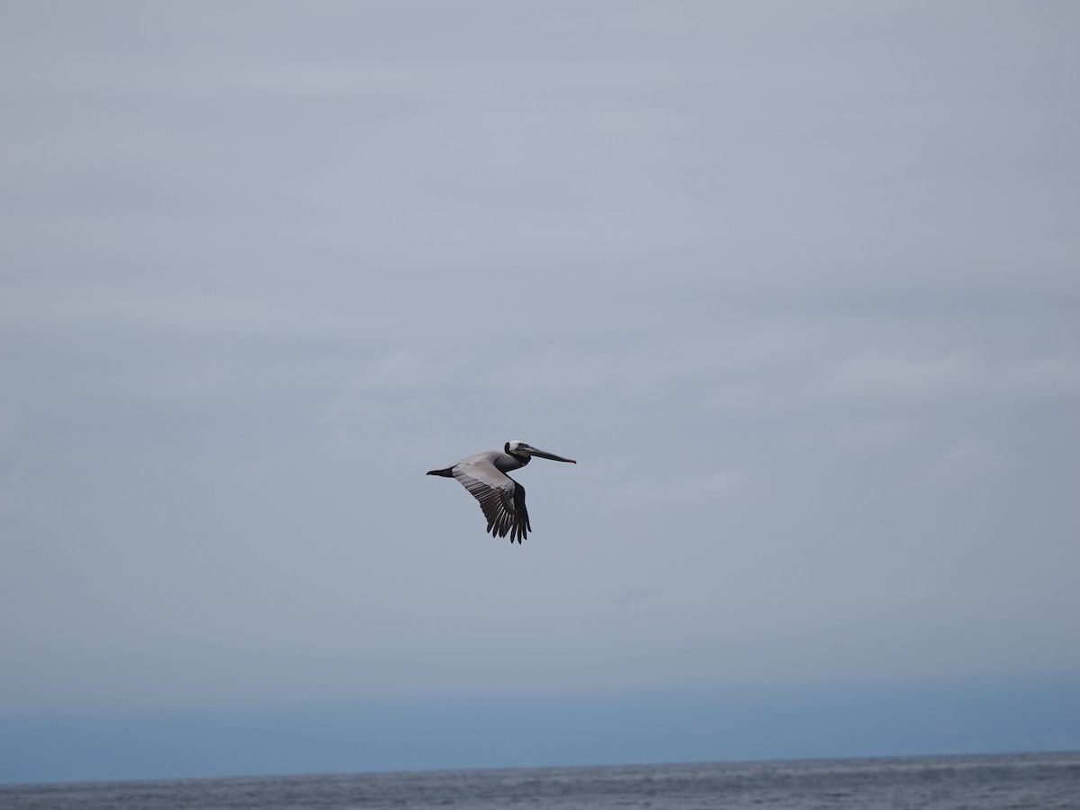 Бурый пеликан (californicus) - ML619986100