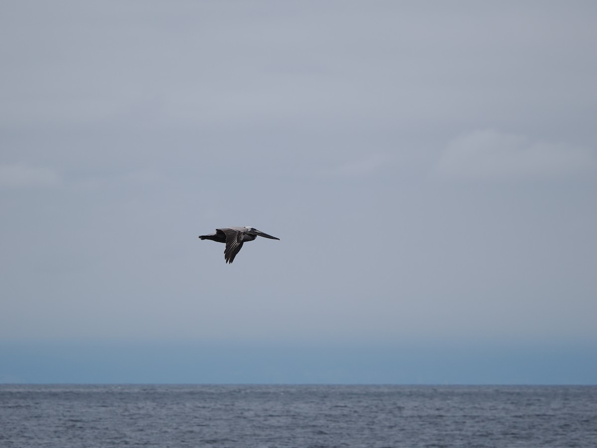 Brown Pelican (California) - ML619986101