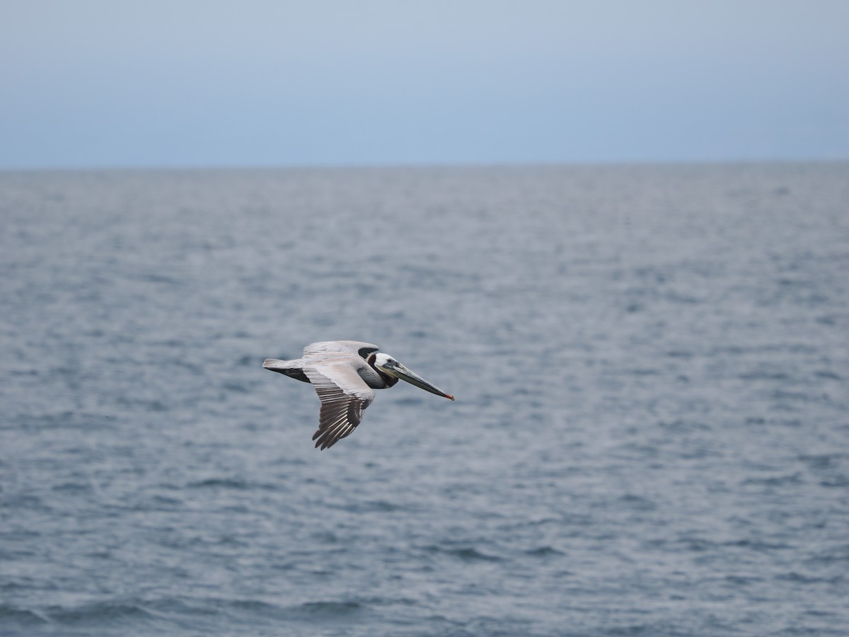pelikán hnědý (ssp. californicus) - ML619986102
