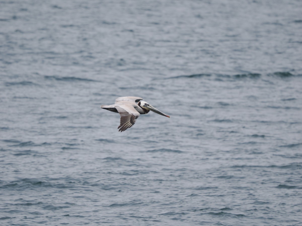 Бурый пеликан (californicus) - ML619986104