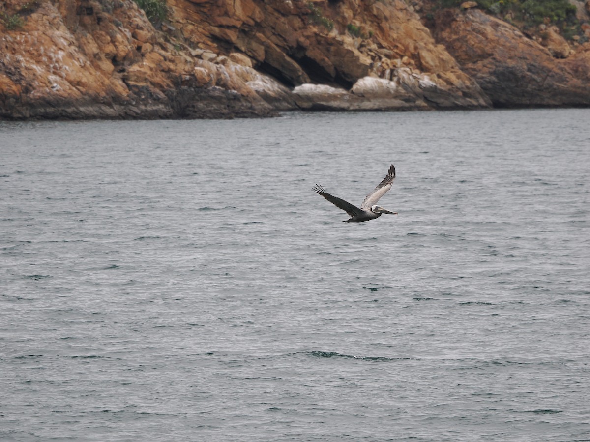 Brown Pelican (California) - ML619986111