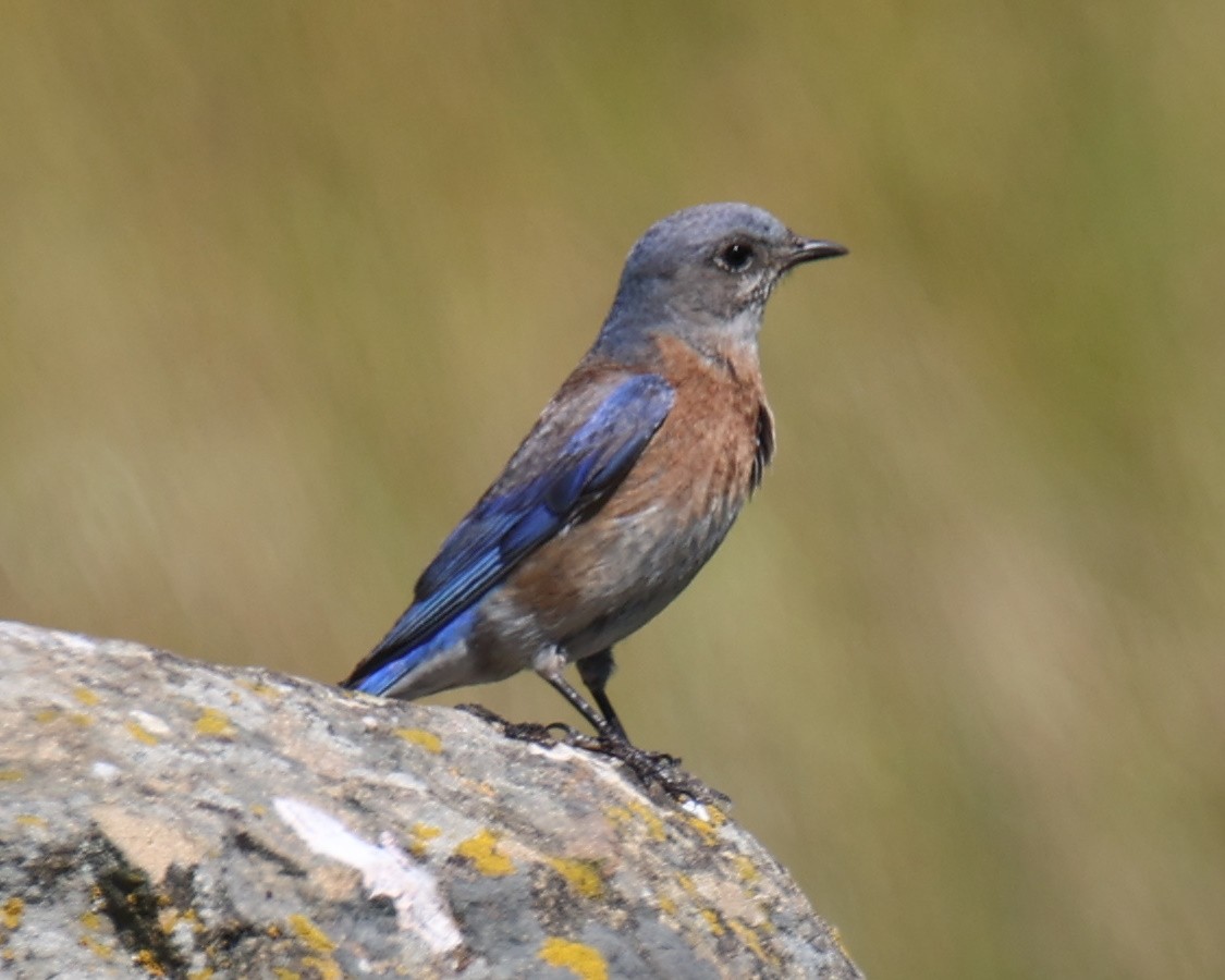 Western Bluebird - ML619986112