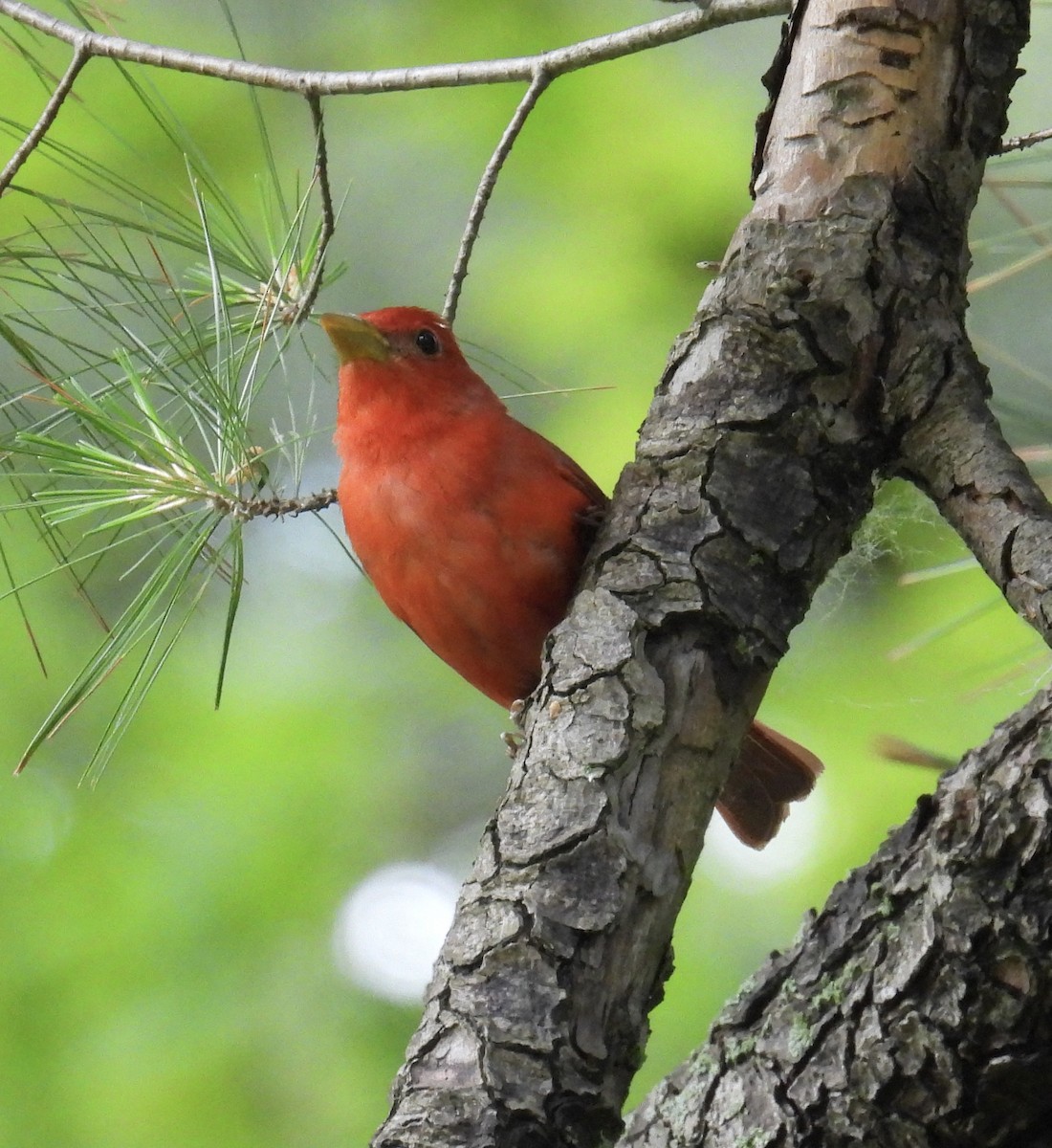 Summer Tanager - ML619986115