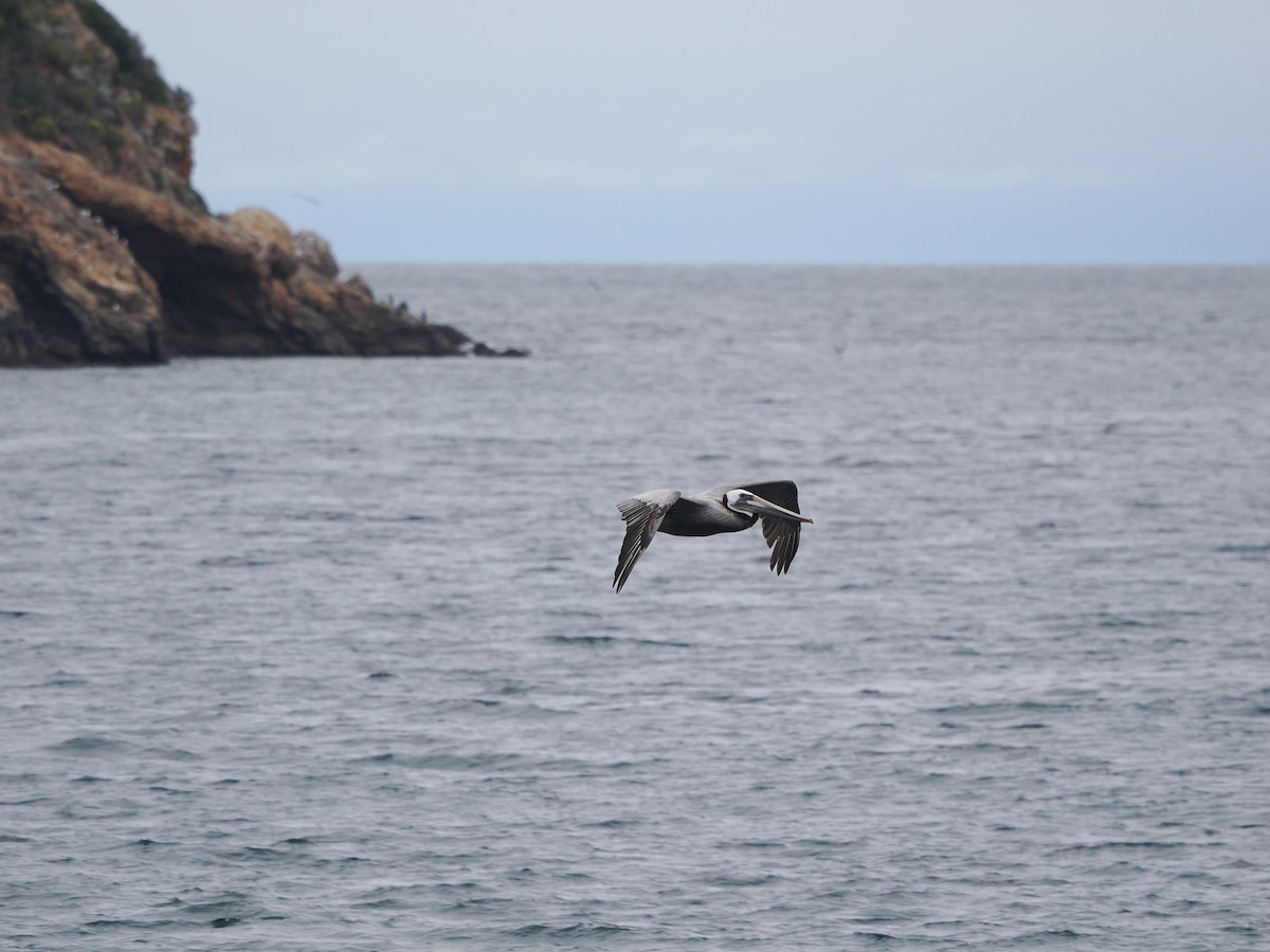 pelikán hnědý (ssp. californicus) - ML619986117