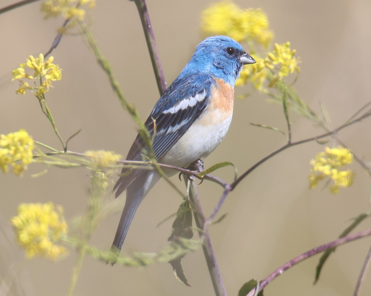 Lazuli Bunting - ML619986120