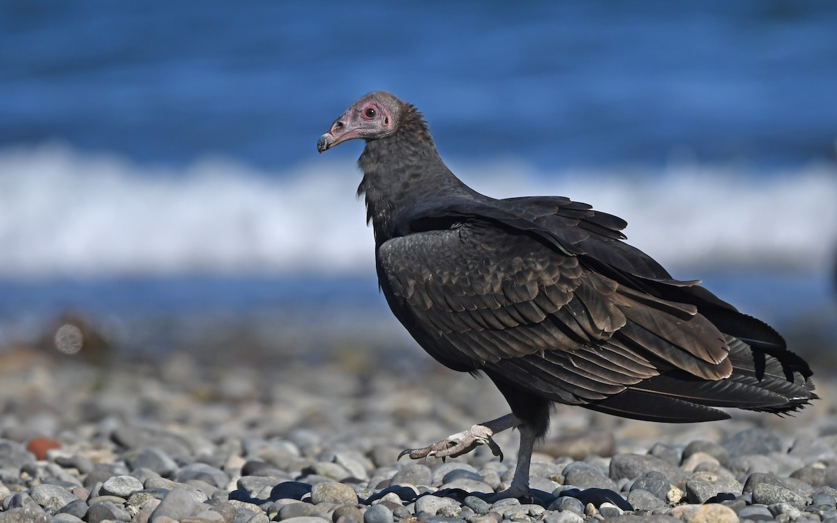 Turkey Vulture - Christoph Moning