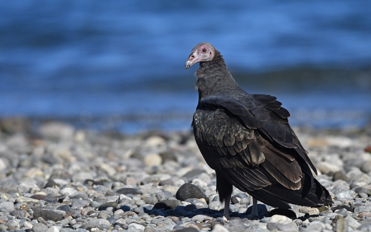 Turkey Vulture - ML619986124