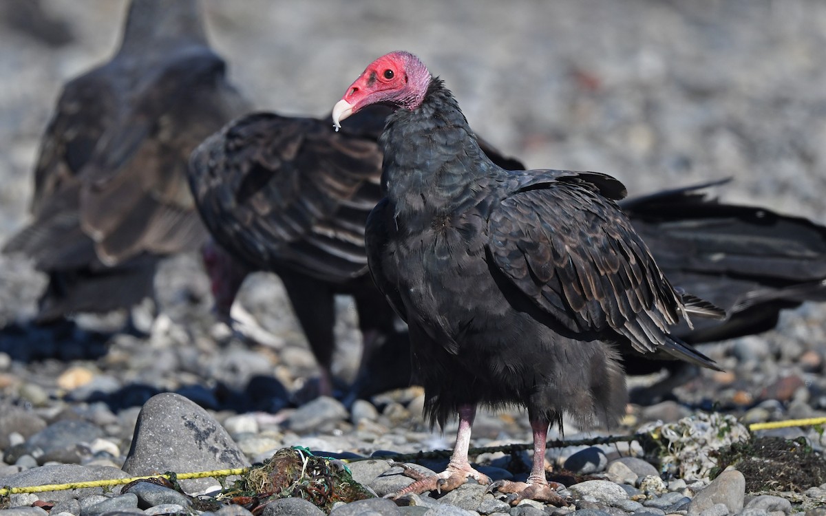 Turkey Vulture - Christoph Moning