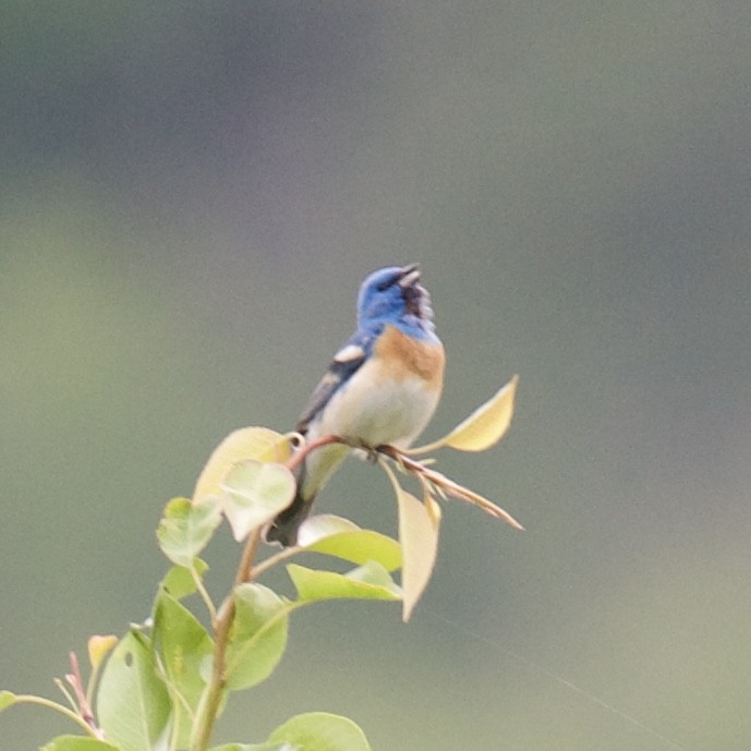 Lazuli Bunting - ML619986131