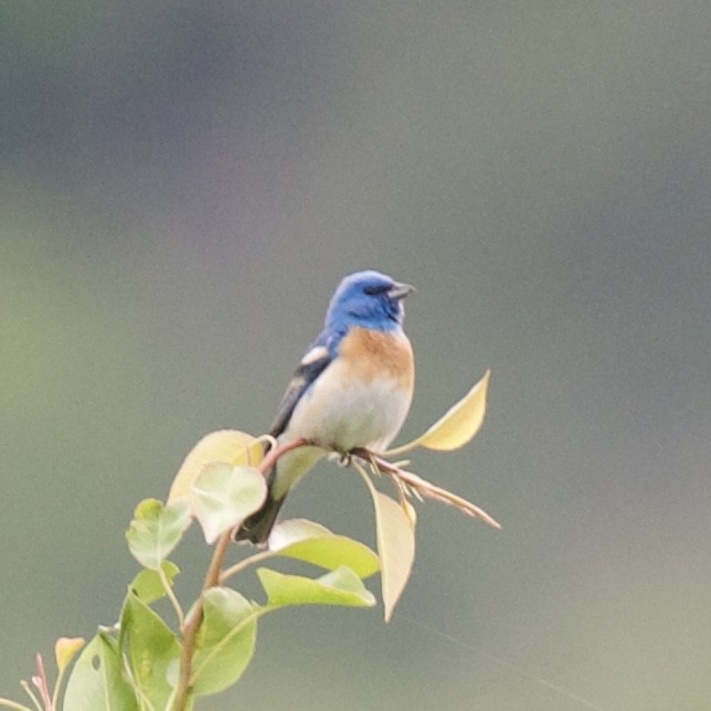 Lazuli Bunting - ML619986133