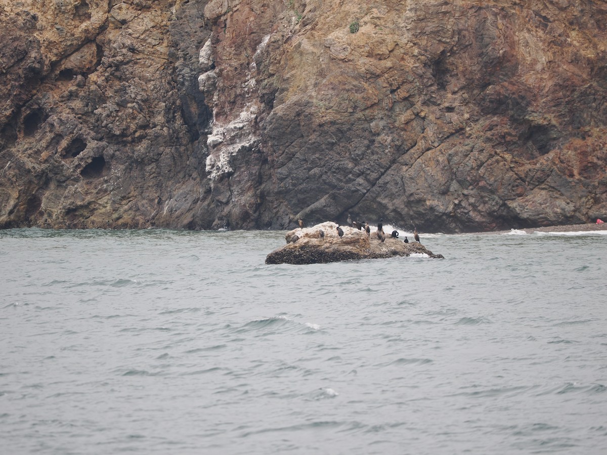 Double-crested Cormorant - Ira Blau