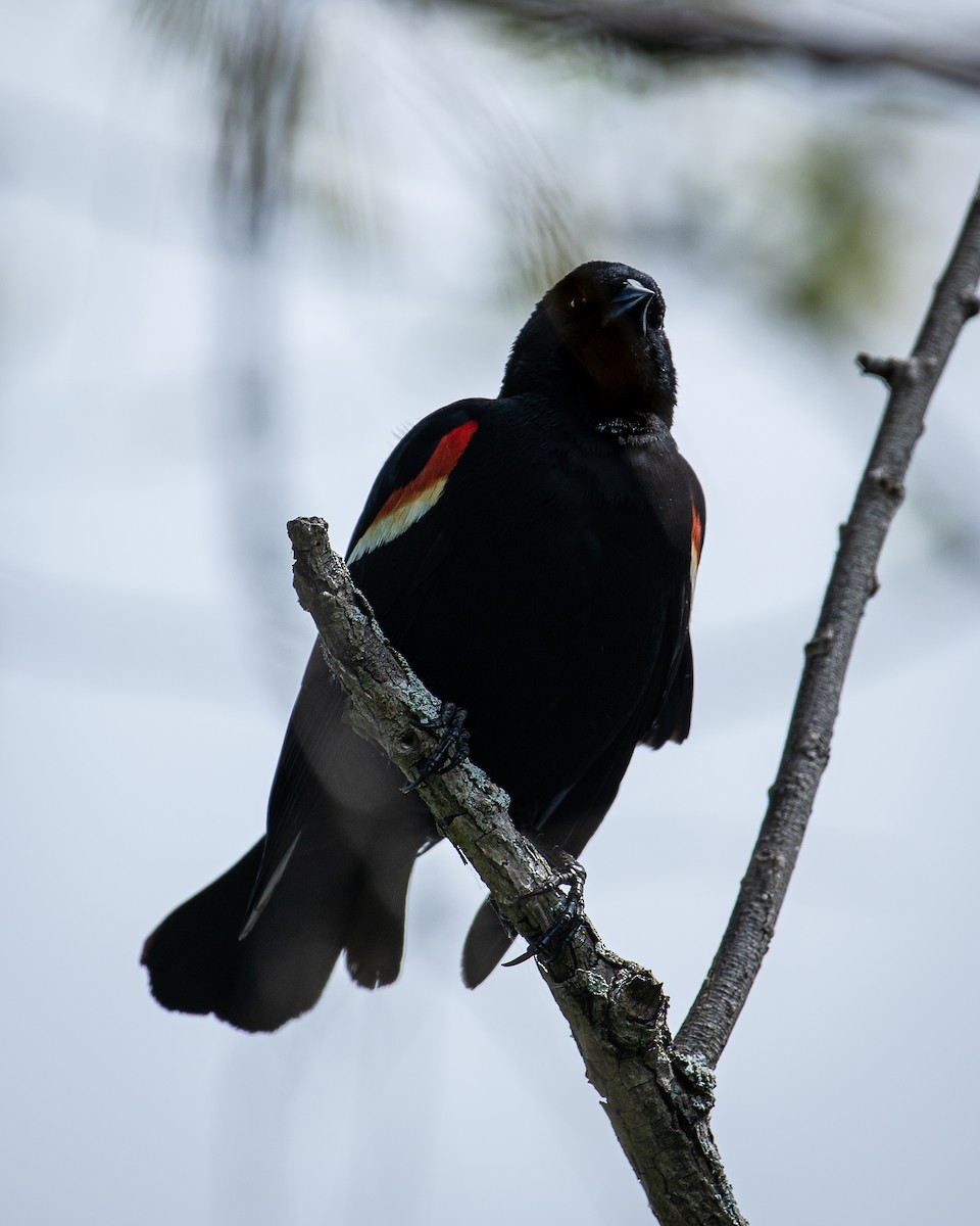 Red-winged Blackbird - ML619986154