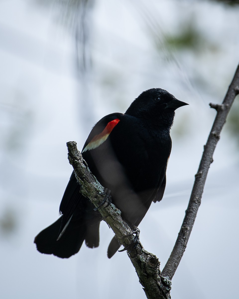 Red-winged Blackbird - ML619986155