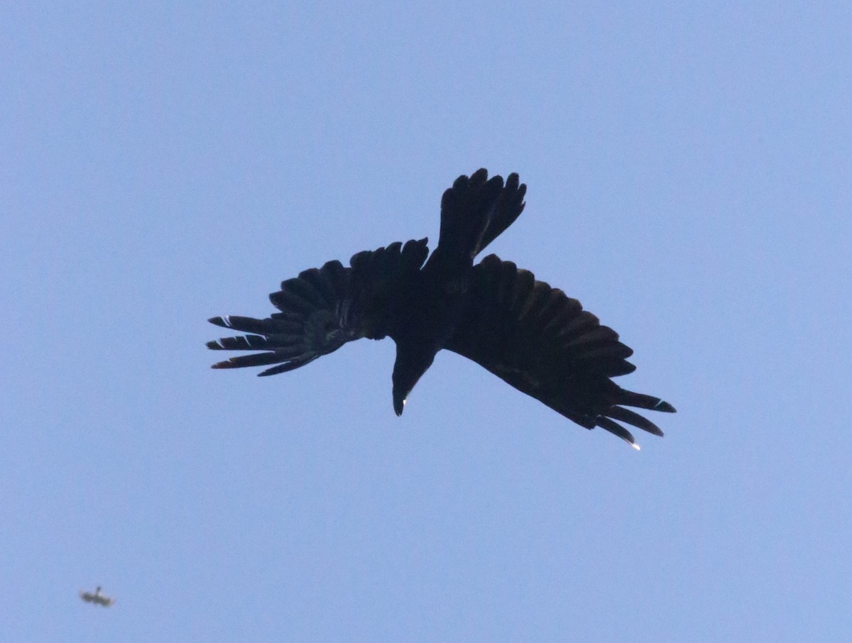 Common Raven - ML619986166