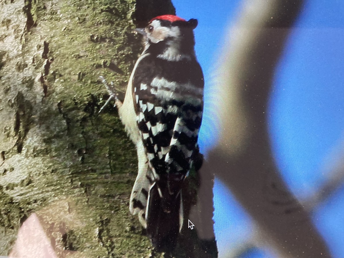 Lesser Spotted Woodpecker - stephen  carter