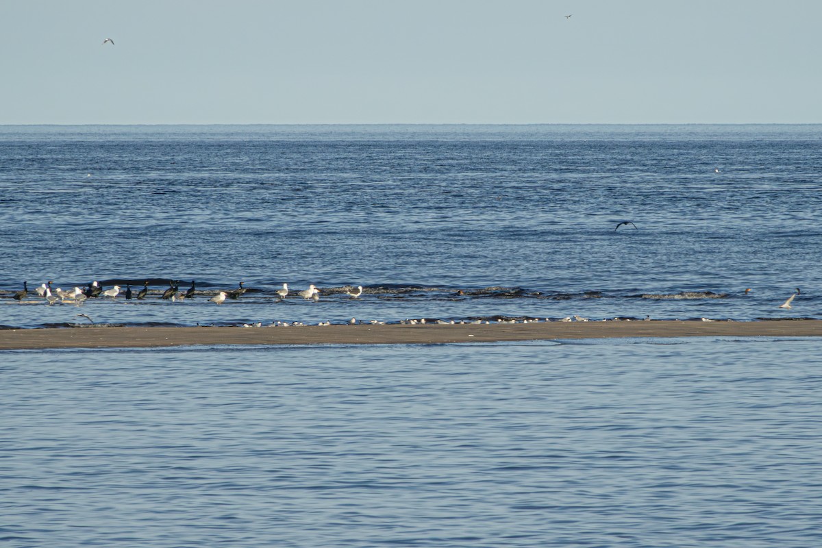 Common Tern - ML619986176