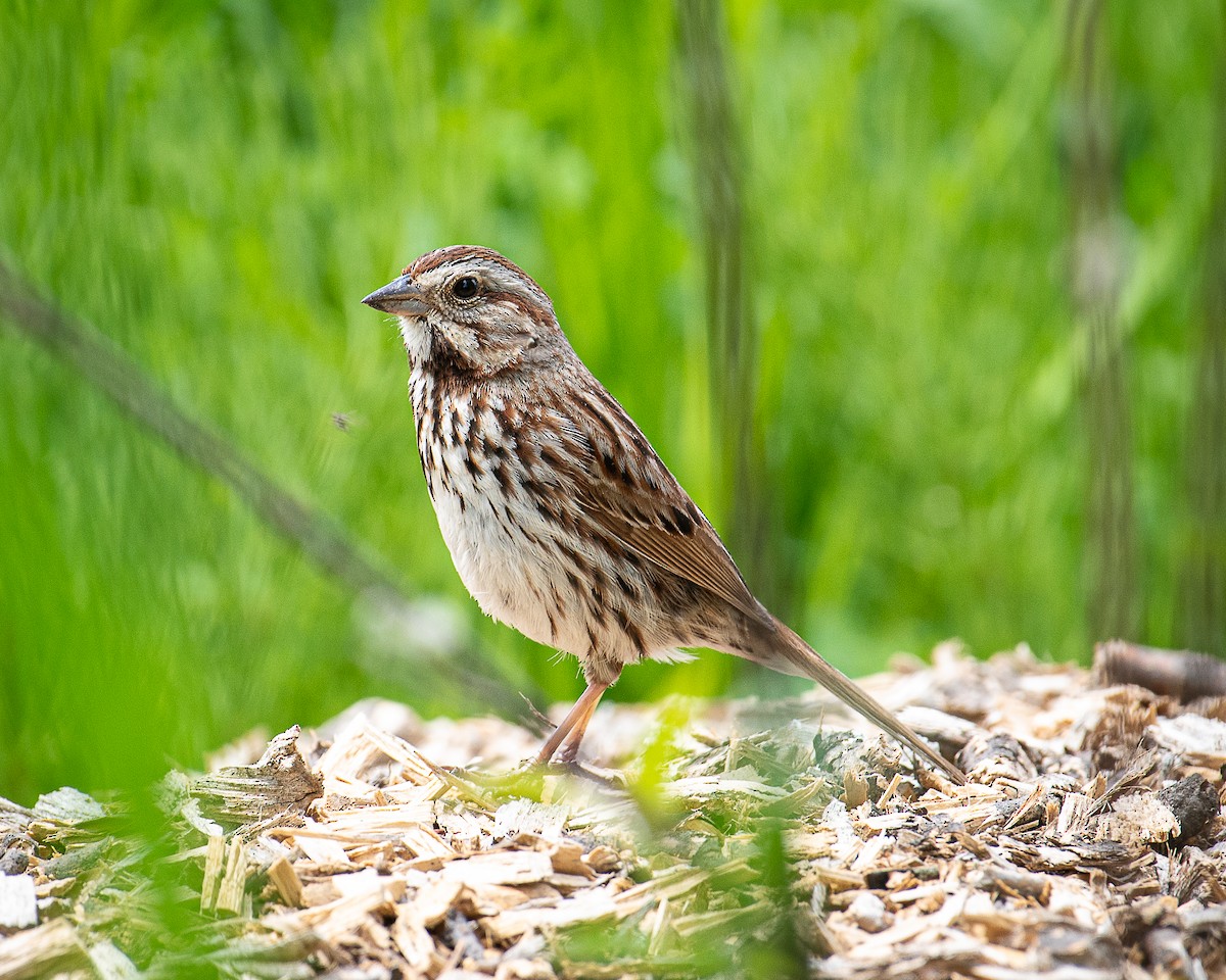 Song Sparrow - ML619986181