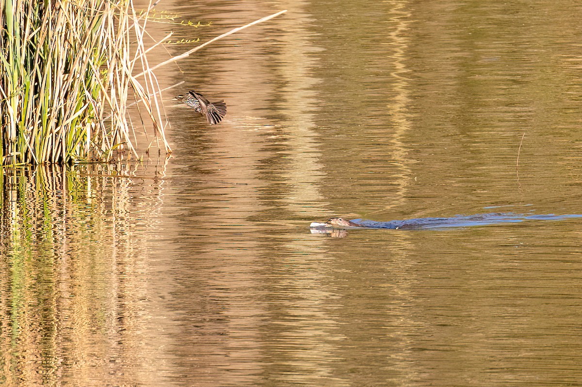 Red-winged Blackbird - ML619986182