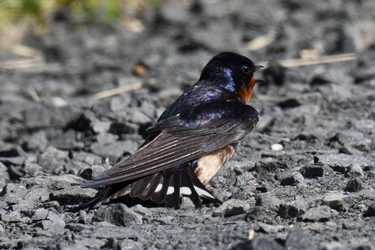 Barn Swallow - ML619986188