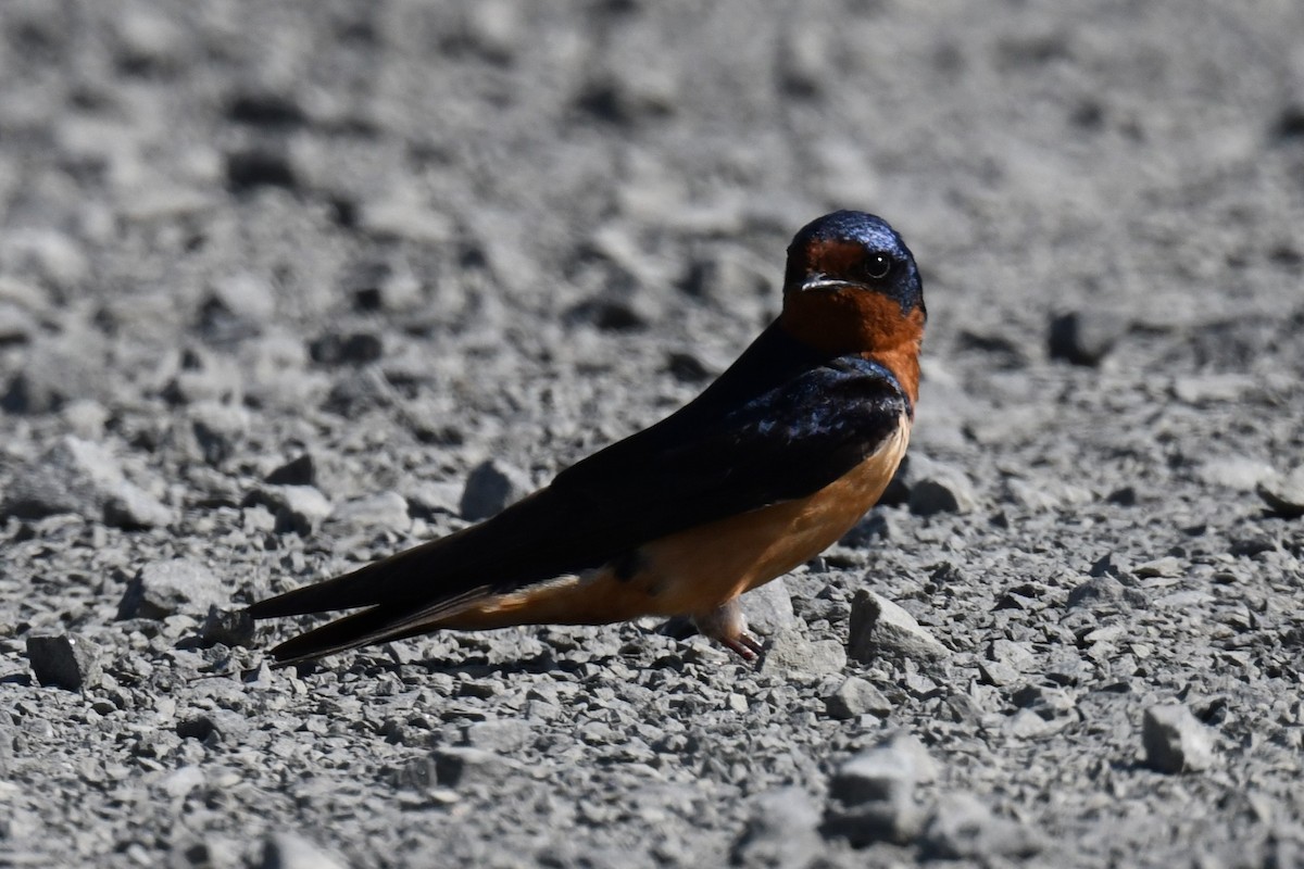 Barn Swallow - ML619986190