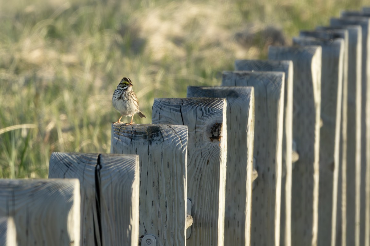 Savannah Sparrow - ML619986192