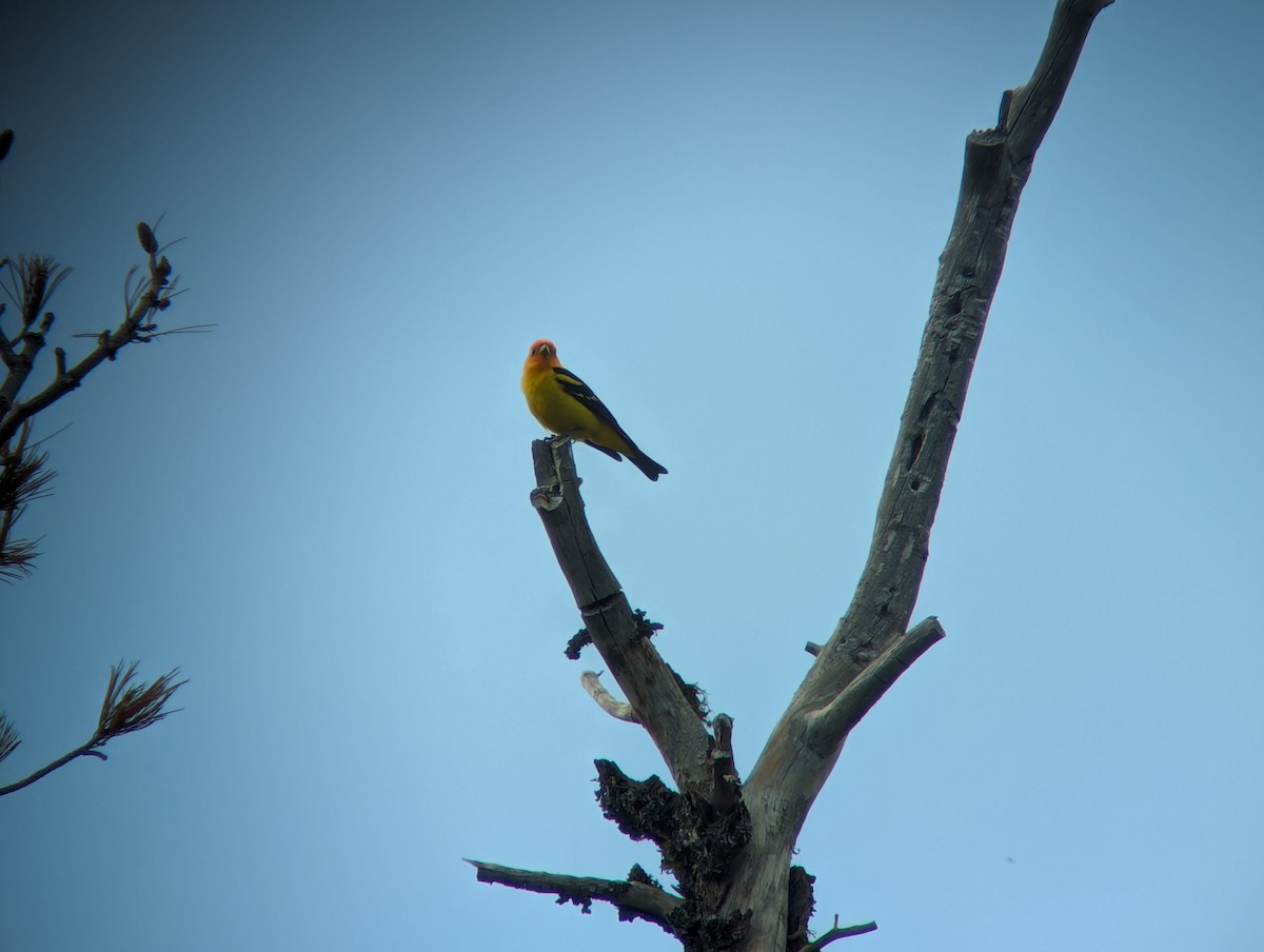 Western Tanager - ML619986198