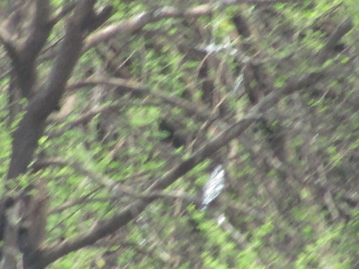 Pied Kingfisher - ML619986223