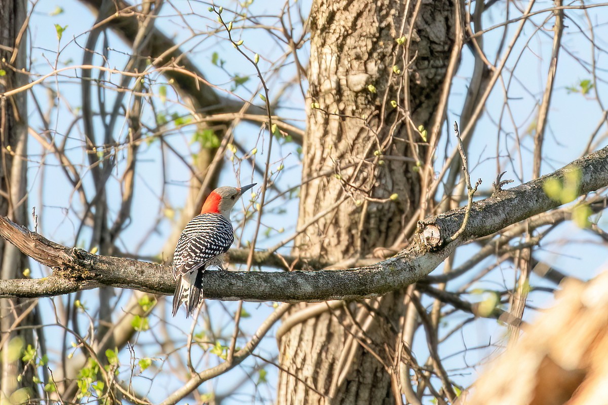 Red-bellied Woodpecker - ML619986225