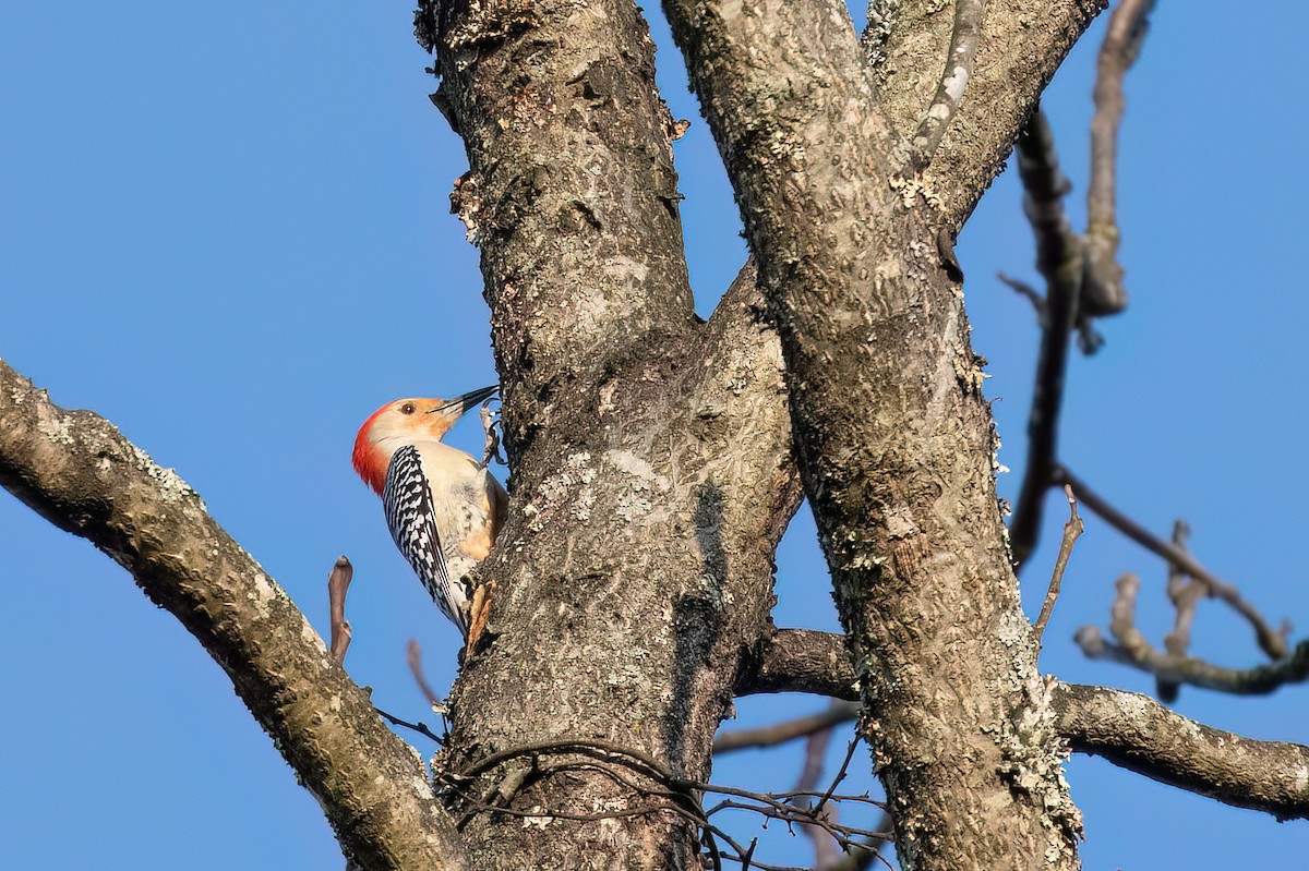 Red-bellied Woodpecker - ML619986226