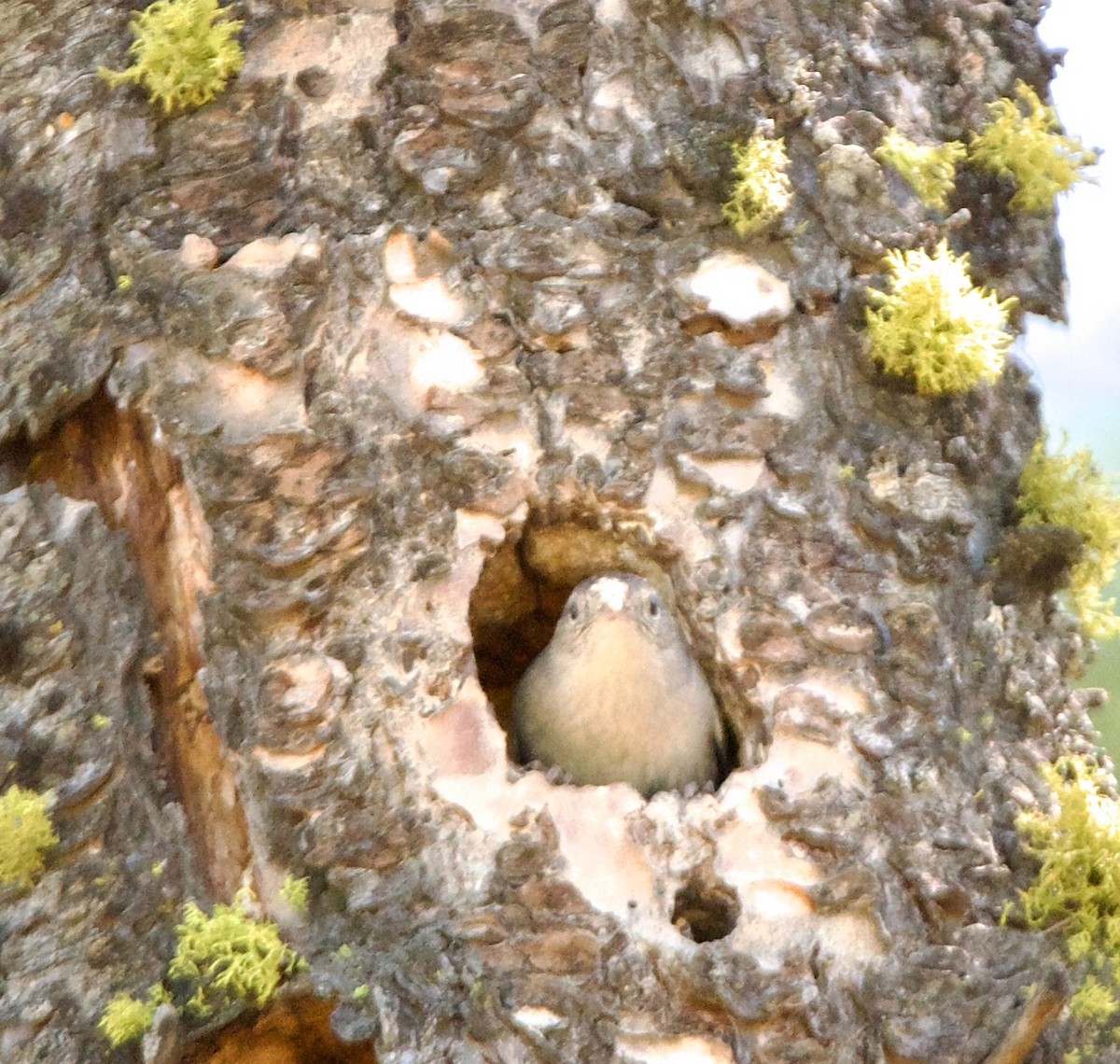 House Wren - ML619986227