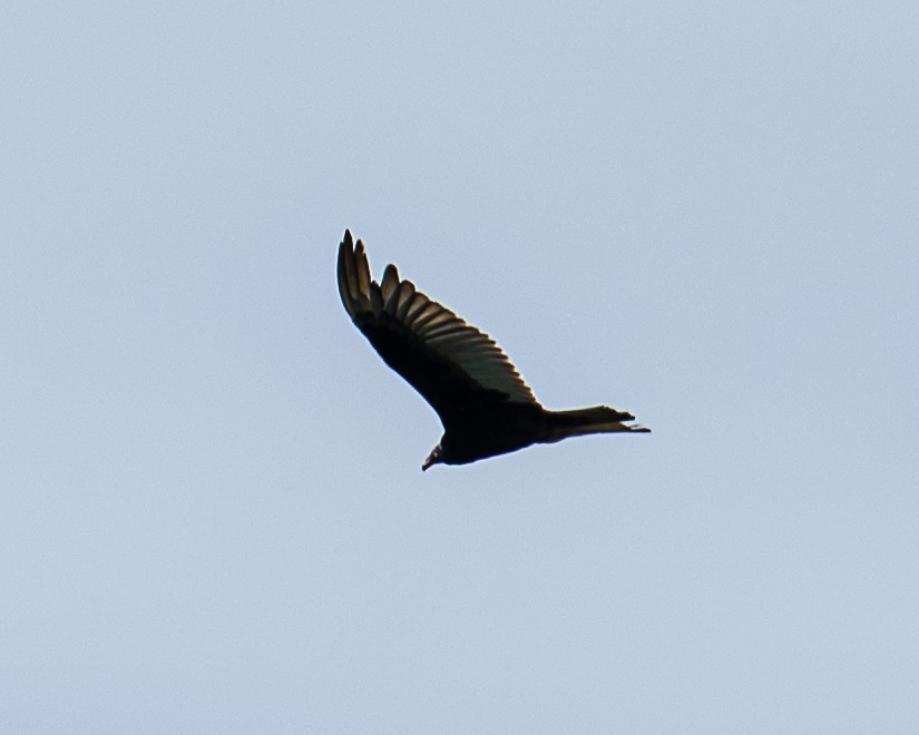 Turkey Vulture - ML619986229