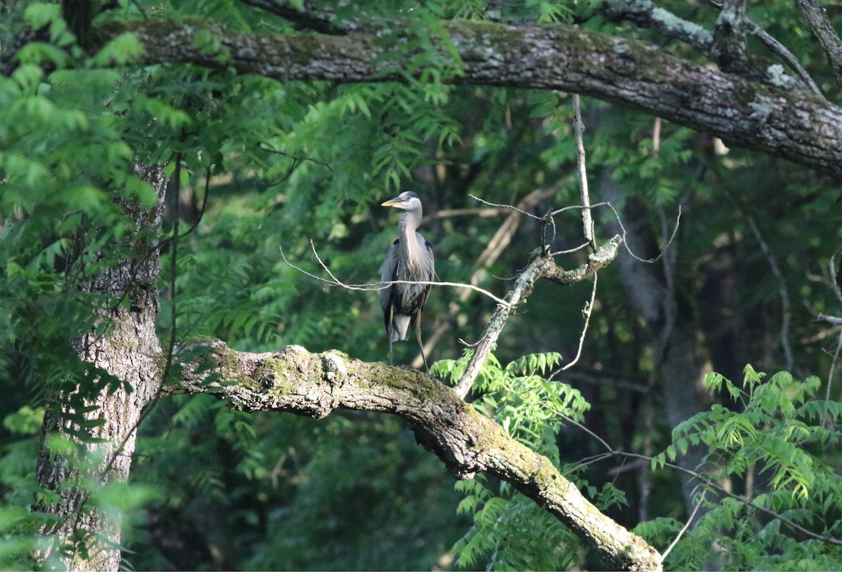 Great Blue Heron - ML619986230